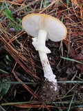 Amanita muscaria subsp. muscaria image