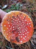 Amanita muscaria subsp. muscaria image