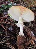 Amanita muscaria subsp. muscaria image