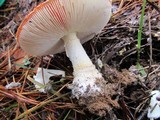 Amanita muscaria subsp. muscaria image