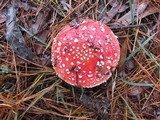 Amanita muscaria subsp. muscaria image