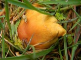 Hypholoma capnoides image