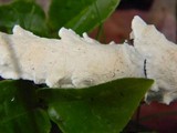 Byssomerulius corium image