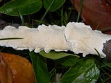 Byssomerulius corium image
