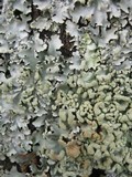Parmotrema reticulatum image