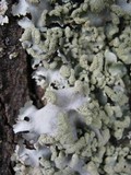 Parmotrema reticulatum image
