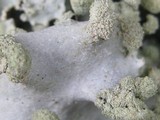 Parmotrema reticulatum image