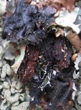 Parmotrema reticulatum image