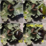 Parmotrema reticulatum image