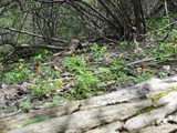 Morchella punctipes image
