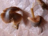 Entoloma vernum image