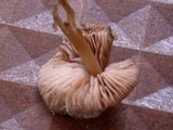 Entoloma vernum image