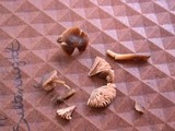 Entoloma vernum image