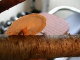 Royoporus badius image