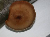 Royoporus badius image