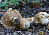 Hebeloma crustuliniforme image
