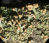Cladonia botrytes image