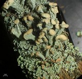 Cladonia botrytes image