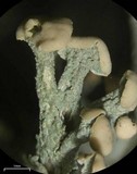 Cladonia botrytes image