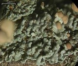 Cladonia botrytes image