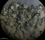 Tuckermanella fendleri image