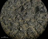Tuckermanella fendleri image