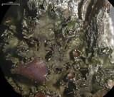 Tuckermanella fendleri image