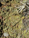 Acarospora schleicheri image