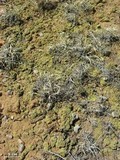 Acarospora schleicheri image