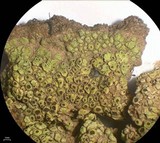 Acarospora schleicheri image