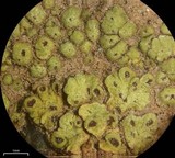 Acarospora schleicheri image