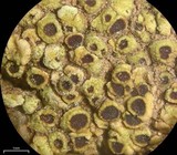Acarospora schleicheri image