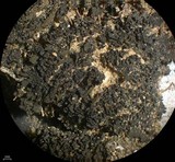 Blennothallia crispa image