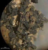 Blennothallia crispa image