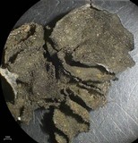 Collema fuscovirens image