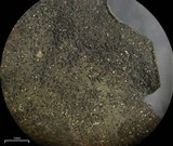 Collema fuscovirens image