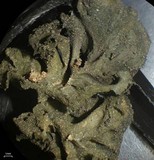 Collema fuscovirens image