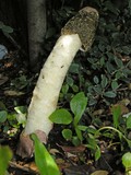 Phallus hadriani image