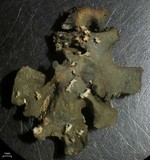 Collema fuscovirens image