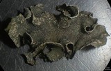 Collema fuscovirens image
