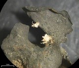 Collema fuscovirens image