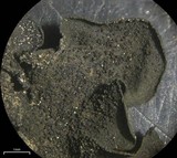 Collema fuscovirens image