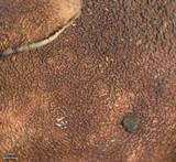 Dermatocarpon americanum image