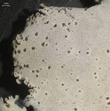 Dermatocarpon americanum image