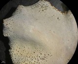 Dermatocarpon americanum image