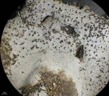 Dermatocarpon americanum image