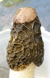 Phallus hadriani image