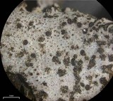 Dermatocarpon americanum image