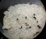 Dermatocarpon moulinsii image