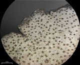 Dermatocarpon moulinsii image